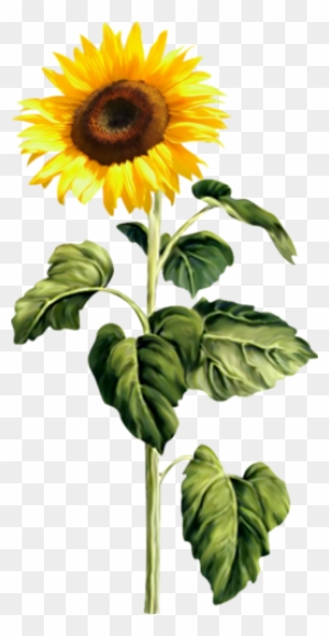 24 - Sunflower Stem Png - Free Transparent PNG Clipart Images Download