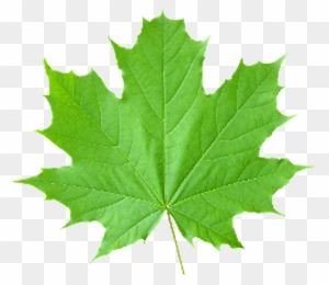 Leaf Clipart Transparent Png Clipart Images Free Download Page 31 Clipartmax - transparent maple leaf for canada day roblox