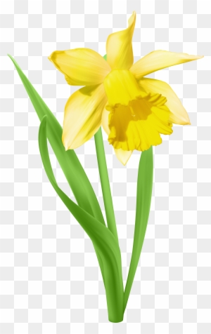 Daffodil Clip Art, Transparent PNG Clipart Images Free Download ...