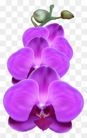 free clipart of orchids