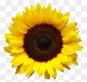 Free Free 226 Transparent Background Realistic Sunflower Svg SVG PNG EPS DXF File