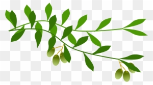 Olive Branch - Olive Icon - Free Transparent PNG Clipart Images Download