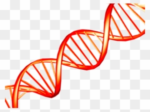 Dna Png Brin Adn Png Free Transparent Png Clipart Images Download