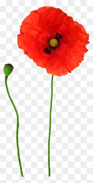 Common Poppy Flower Remembrance Poppy PNG - california poppy, clip art,  common poppy, coquelicot…