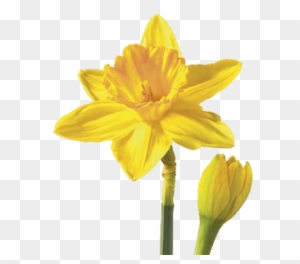 Daffodils - Flower Entourgage Photoshop - Free Transparent PNG Clipart ...