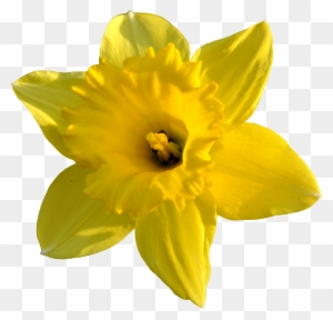 Daffodil Images Pictures - Daffodil Png - Free Transparent PNG Clipart ...