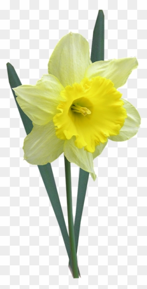 Daffodil Image 9, Buy Clip Art - Animated Pictures Of Daffodils - Free ...