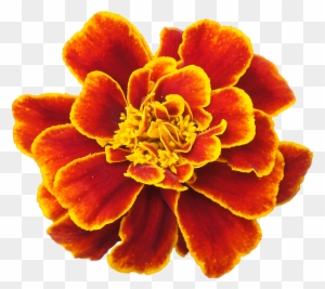 Orange Flower Clipart Marigold - Cranberry Lane Skin Lotion Herb Blend