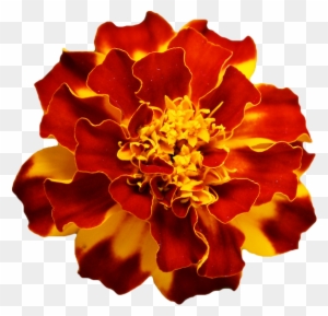 Marigold tattoo meaning