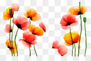 Poppy Watercolor Painting Flower Red Yellow - Pintado Flores Acuarela Png -  Free Transparent PNG Clipart Images Download