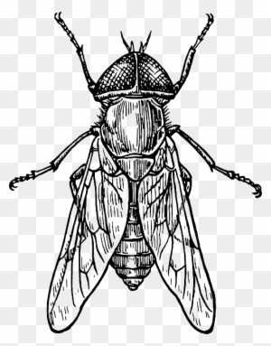 Insects Clipart Black And White