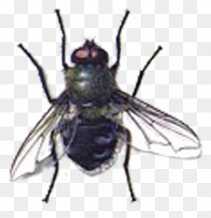 Cluster Flies - Free Transparent PNG Clipart Images Download