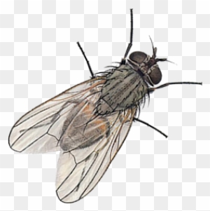 Domestic Flies Have Evolved To Live In Close Association - House Fly ...