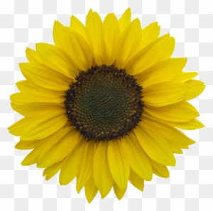 Download Sunflower Clipart Transparent Png Clipart Images Free Download Page 2 Clipartmax