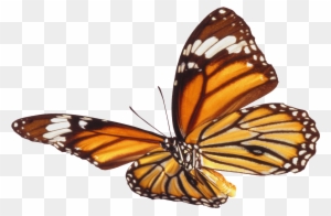 Butterfly Png - Бабочка Анимация На Прозрачном Фоне