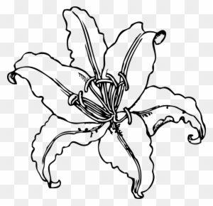 lily flower outline