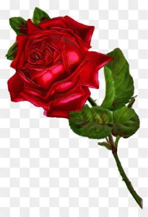 Antique Images Stock Red Rose Digital Clip Art - Vintage Red Rose Png
