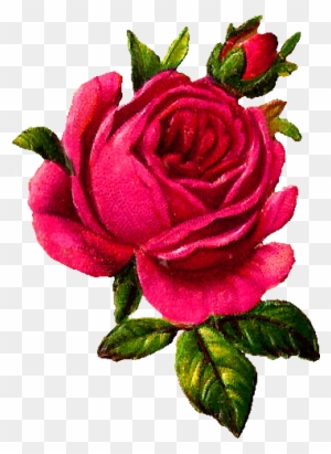 Rose Flower Download Digital - Illustration Png Vintage Rose
