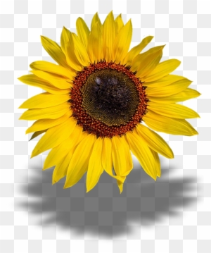 Sun Flower Clipart 28, - Girasoles Png - Free Transparent PNG Clipart ...