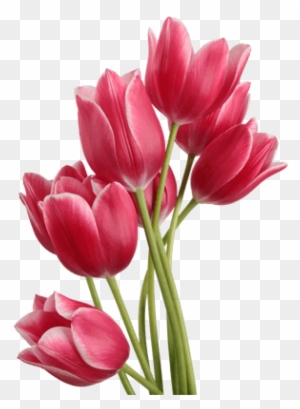 free clipart tulip bouquets