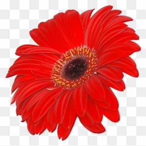 Gerbera Roja Bonita Clip Art At Clker - Gerbera Roja Png - Free Transparent  PNG Clipart Images Download