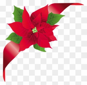 poinsettia flower clipart image