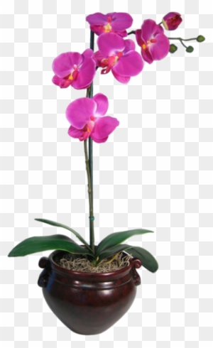 purple orchid clipart