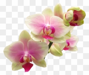 Orchids Clipart, Transparent PNG Clipart Images Free Download - ClipartMax