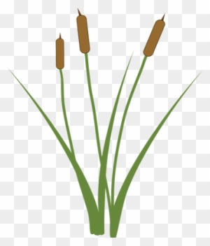 Ian Symbol Typha Xglauca - Grass - Free Transparent PNG Clipart Images ...