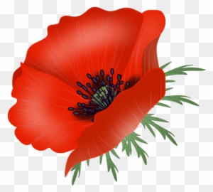 Poppy Flowers, Vector - Portable Network Graphics - Free Transparent ...