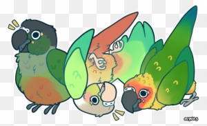 All Hail Bird Orb By Mynosylexia - Sun Conure And Green Cheek Conure