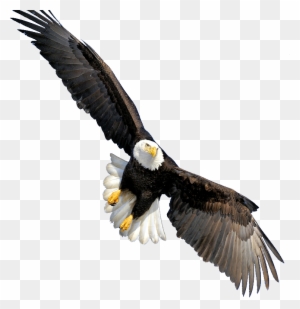 Eagle 4 Flying Clip Art - Auburn Eagle Clipart - Free Transparent PNG ...