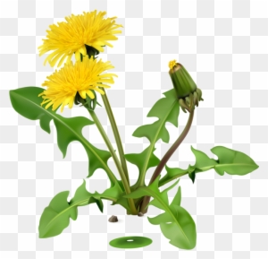 clipart dandelion transparent png clipart images free download clipartmax clipart dandelion transparent png