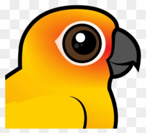 About The Sun Parakeet - Cartoon Sun Conure