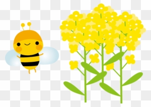 5 菜の花のイラスト Illustration Free Transparent Png Clipart Images Download