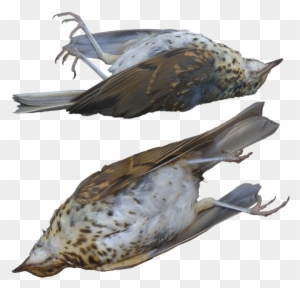 dead bird clipart flying