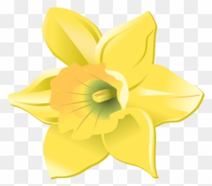 Daffodil Head Only - Narcissus - Free Transparent PNG Clipart Images ...