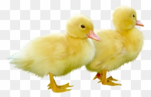 Duck Clipart Little Duck - Yellow Duckling