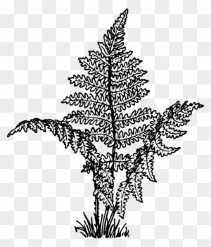 Hand sketched eagle fern botanical illustration isolated on white  Maidenhair - stock vector 3923945 | Crushpixel