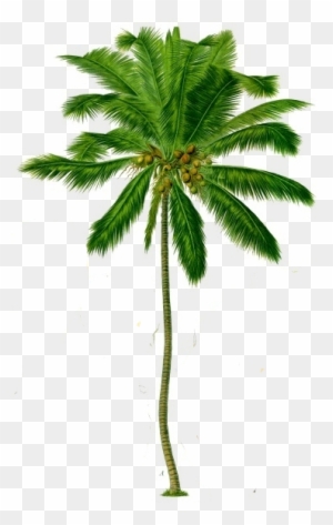 Click Each Label In The Coconut Tree To View The Details - Coconut Tree