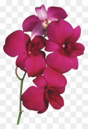 free clipart of orchids