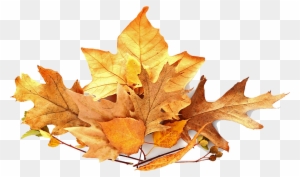 Pile Of Leaves - Leaf Pile Png