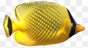 tintenpatrone clipart fish