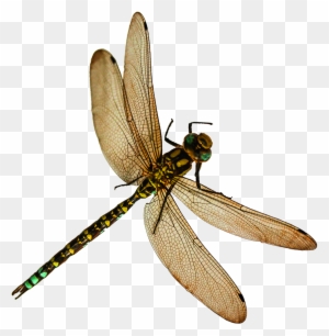 Dragonfly Clipart, Transparent PNG Clipart Images Free Download ...