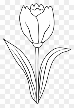 Leaf Of Tulip Tree - Tulip Black And White - Free Transparent Png 