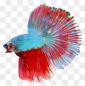 dragon scale male betta fish