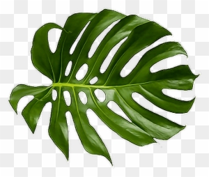 Tropical Leaves Clipart, Transparent PNG Clipart Images Free Download
