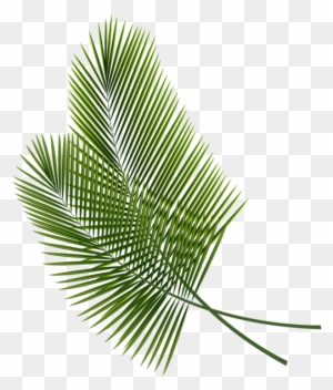 Tropical Leaves Clipart, Transparent PNG Clipart Images Free Download ...