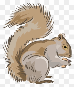 Western Gray Squirrel Photos Clipart