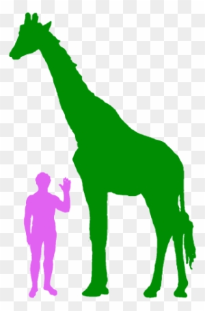 Giraffe And Human - Giraffe Compared To Human - Free Transparent PNG